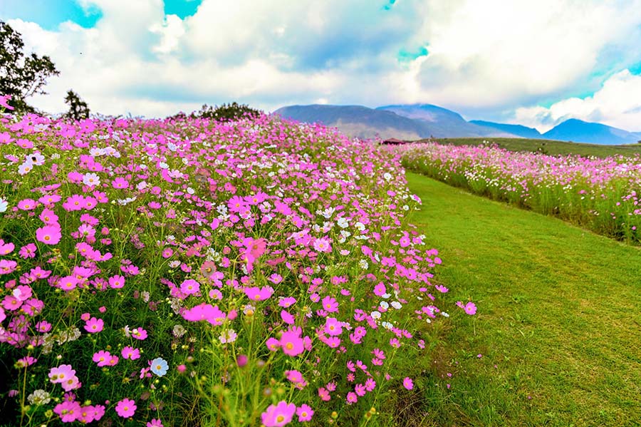 20261005_ubuyama_cosmos_01